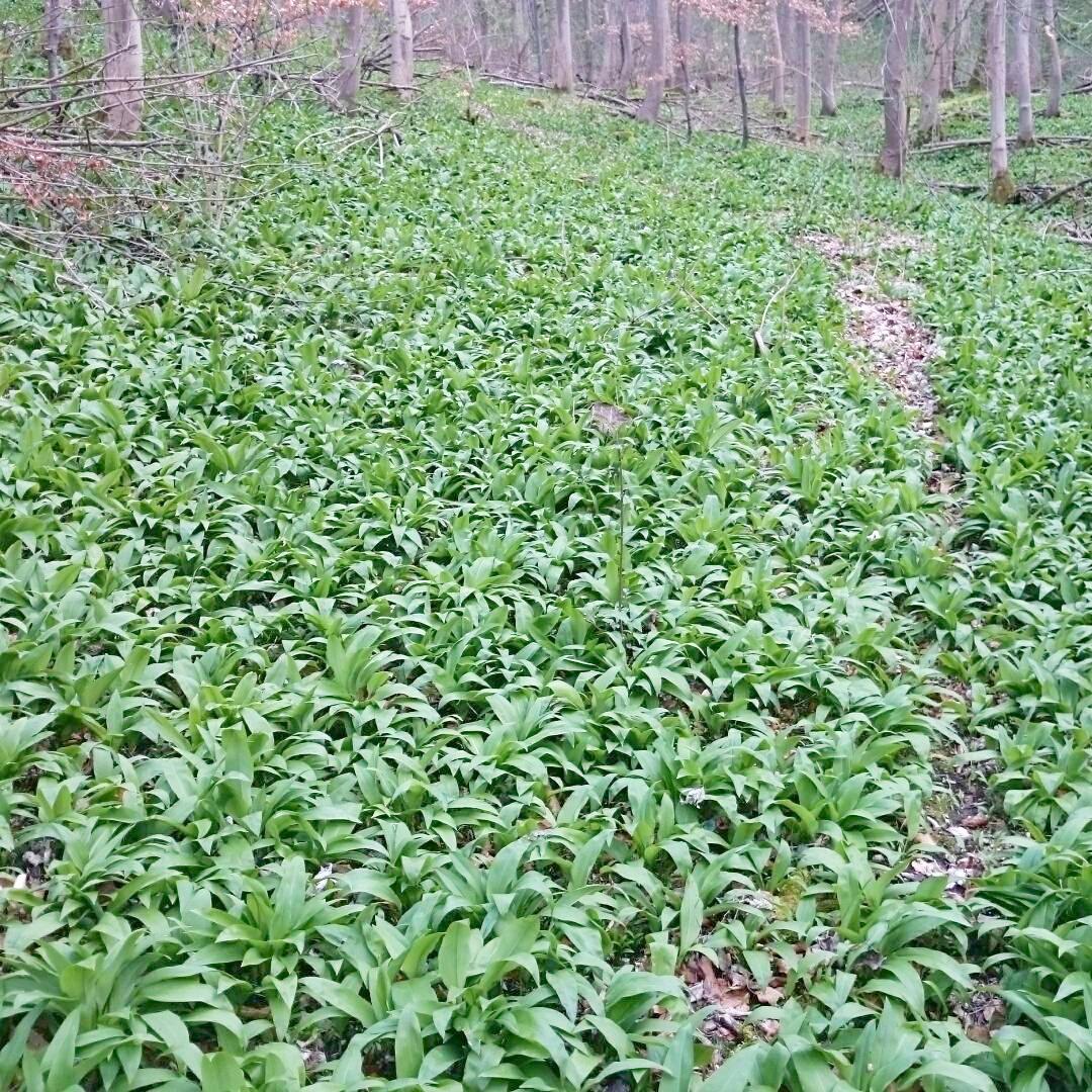 Bärlauchpesto & Wildkräuterwanderung