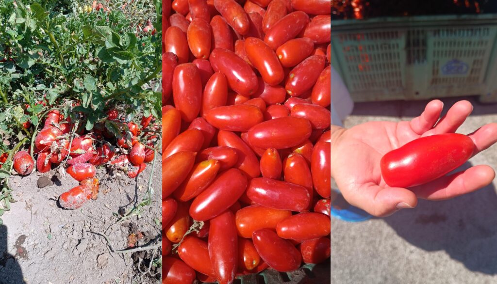 pasta-al-pomodoro-in-20-Minuten-auf-dem-Tisch